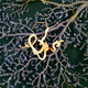 A brittle star clings to a purple coral, one of two species discovered on Cook seamount that may be new to science. Image: Conservation International/photo by Kevin Connor